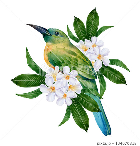 Green Tropical Bird Watercolor 134670818