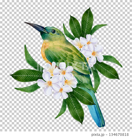 Green Tropical Bird Watercolor 134670818