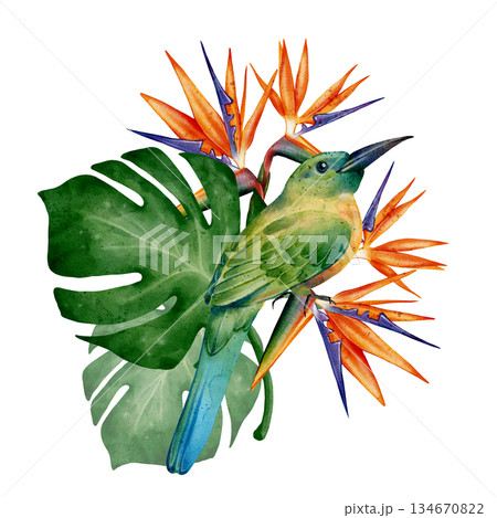 Watercolor Tropical Bird Flowers Watercolor Tropical Bird Flowers 134670822