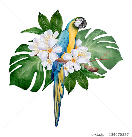 Watercolor Parrot Tropical Flowers 134670827
