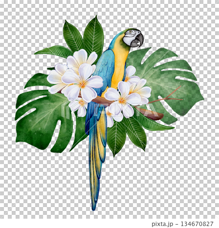 Watercolor Parrot Tropical Flowers 134670827
