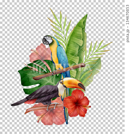 Watercolor Parrot and Toucan Composition Watercolor Parrot and Toucan Composition 134670853