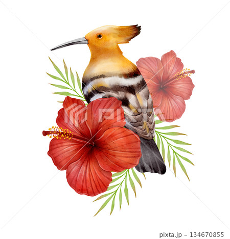 Watercolor Hoopoe Bird Watercolor Hoopoe Bird 134670855