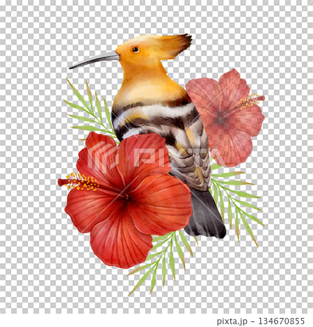 Watercolor Hoopoe Bird Watercolor Hoopoe Bird 134670855