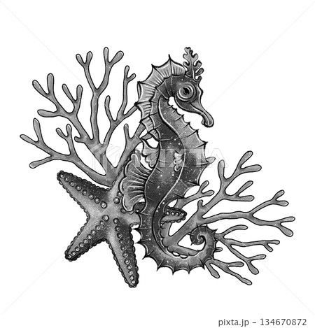 Black and white seahorse coral starfish Black and white seahorse coral starfish 134670872