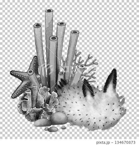Black and white marine still life with slug Black and white marine still life with slug 134670873