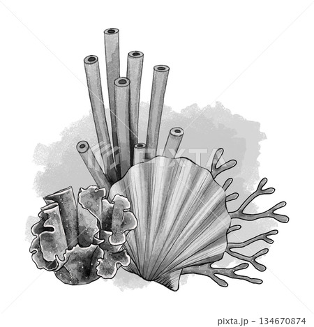 Black and white seashell with coral and sponges Black and white seashell with coral and sponges 134670874