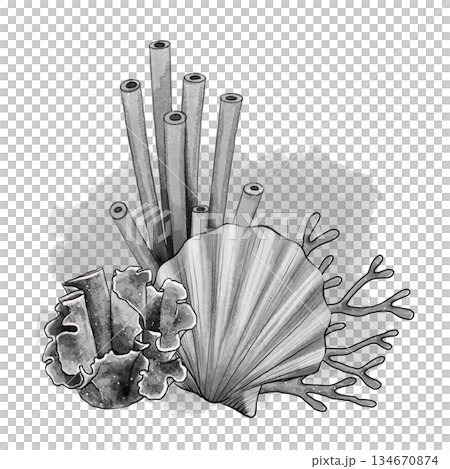 Black and white seashell with coral and sponges 134670874