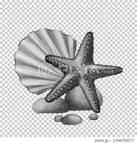 Black and white starfish with shell and stones 134670877