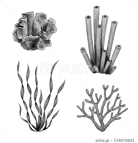 Black and white coral set graphic 134670891