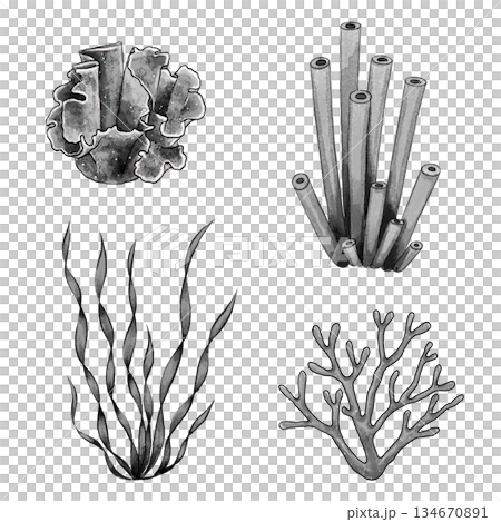 Black and white coral set graphic 134670891