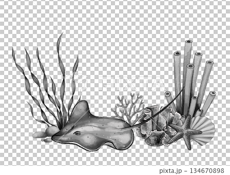 Black and white stingray with corals and shell 134670898