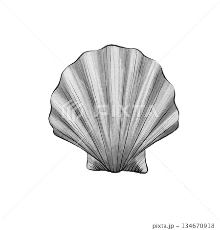 Black and white seashell graphic 134670918