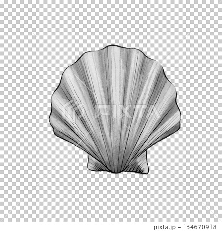 Black and white seashell graphic 134670918