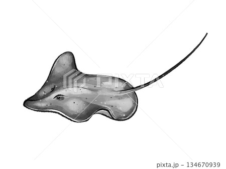 Black and white stingray graphic Black and white stingray graphic 134670939