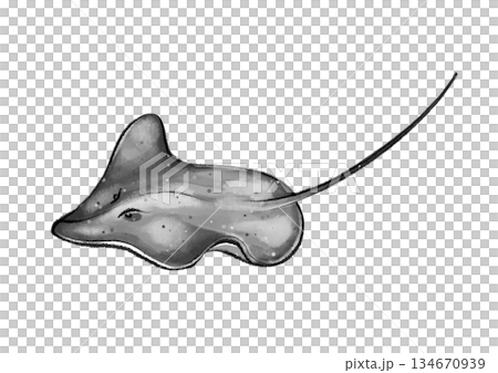 Black and white stingray graphic Black and white stingray graphic 134670939