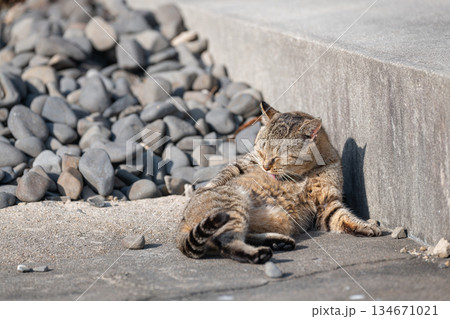毛繕いをする猫　 134671021