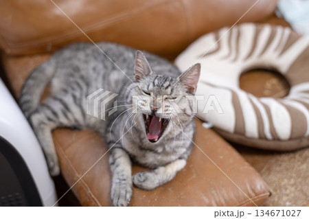 あくびをする猫 サバトラ猫 あくびをする猫 サバトラ猫 134671027