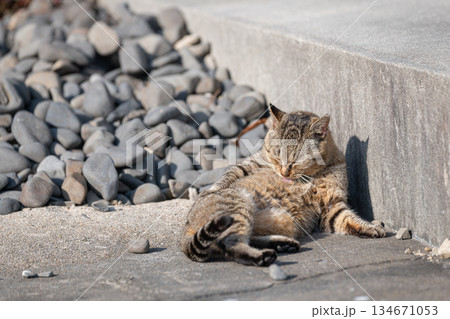毛繕いをする猫　 134671053