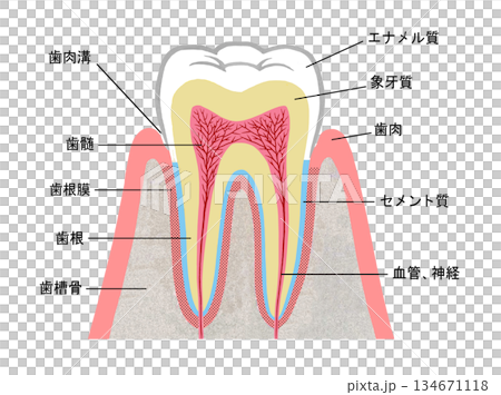 歯の構造のイラスト 歯の構造のイラスト 134671118