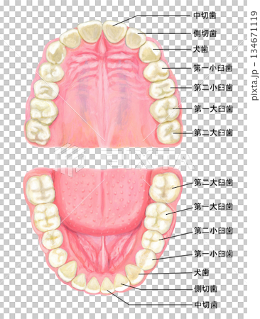 人の歯のイラスト - 名称入り 134671119