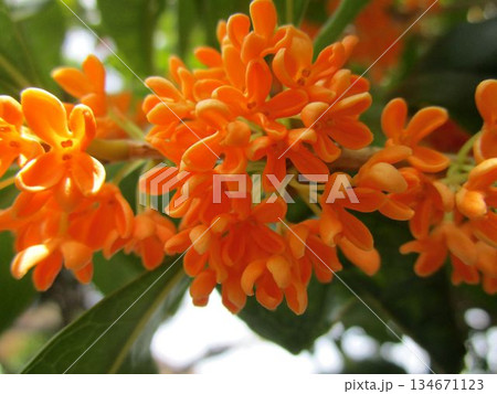 キンモクセイの花のアップ 134671123