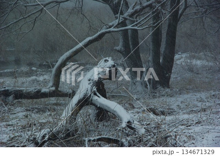 冬の滋賀県湖西地方に雪が降り続き、先が見えないほどの時もあり湖面では水鳥たちが集まって寒さをしのぐ。 134671329