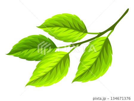 Illustration of branch with leaves. Spring or summer stylized foliage. 134671376
