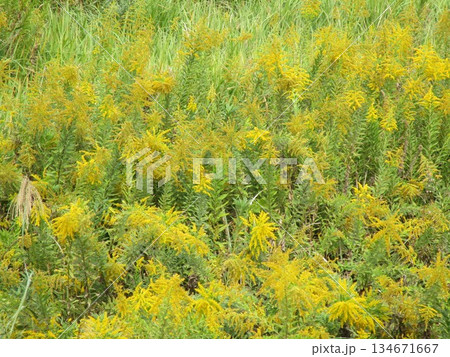 野原に咲くセイタカアワダチソウの花 野原に咲くセイタカアワダチソウの花 134671667