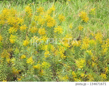 野原に咲くセイタカアワダチソウの花 野原に咲くセイタカアワダチソウの花 134671671