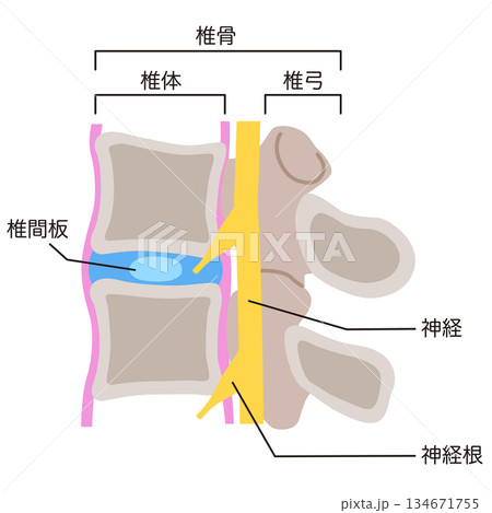 椎間板の構造　腰椎椎間板ヘルニア 134671755