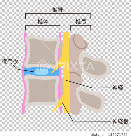 椎間板の構造　腰椎椎間板ヘルニア 134671755
