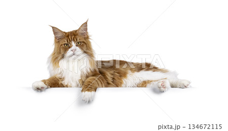 Red with white MCO cat on white Red with white MCO cat on white 134672115