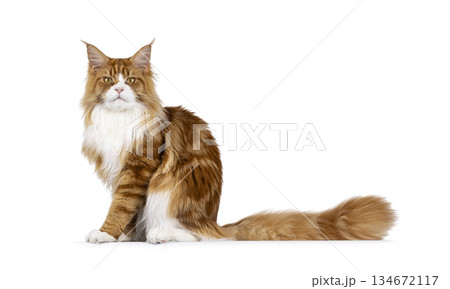 Red with white MCO cat on white 134672117