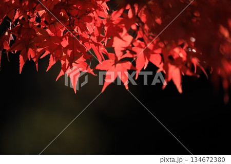 紅葉 134672380