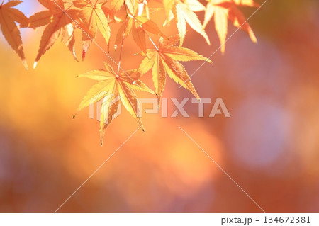 紅葉 134672381