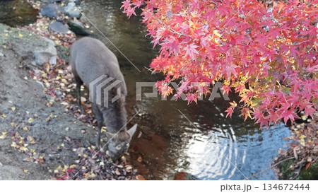 紅葉と鹿 紅葉と鹿 134672444