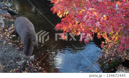 紅葉と鹿 紅葉と鹿 134672445