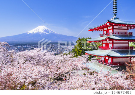 春の新倉山浅間公園　展望台から望む満開の桜と富士山と忠霊塔【山梨県・富士吉田市】 134672493