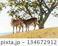 自然と共に生きる奈良公園の鹿 134672912