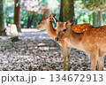 自然と共に生きる奈良公園の鹿 134672913