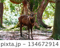 自然と共に生きる奈良公園の鹿 134672914
