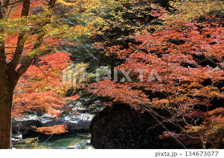瀬戸川を彩る美しい紅葉 (高知県 瀬戸川渓谷) 瀬戸川を彩る美しい紅葉 (高知県 瀬戸川渓谷) 134673077