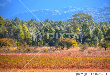 〔奥日光〕小田代原の貴婦人と草紅葉 134673281
