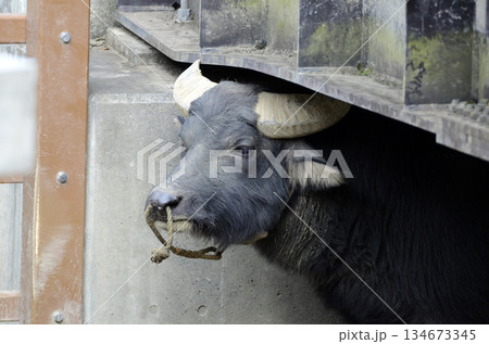 スイギュウ スイギュウ 134673345