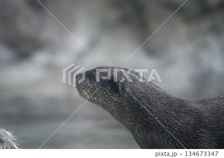 カワウソ カワウソ 134673347