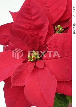 ポインセチア 生花 ポインセチア 生花 134673950