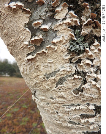 広葉樹の枯れ木などに生える「ウスバタケ」：辺縁が反巻きして小さな傘を作る 134674295