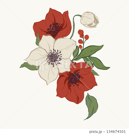 Vector Christmas floral card of poinsettia, anemone, berries and leaves. Hand-drawn vintage poster isolated on white background. Illustration for design, print, fabric or background. 134674501