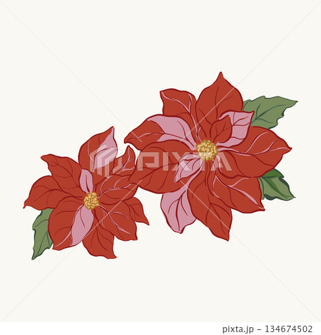 Vector Christmas floral card of poinsettia and leaves. Hand-drawn vintage poster isolated on white background. Illustration for design, print, fabric or background. Vector Christmas floral card of poinsettia and leaves. Hand-drawn vintage poster isolated on white background. Illustration for design, print, fabric or background. 134674502